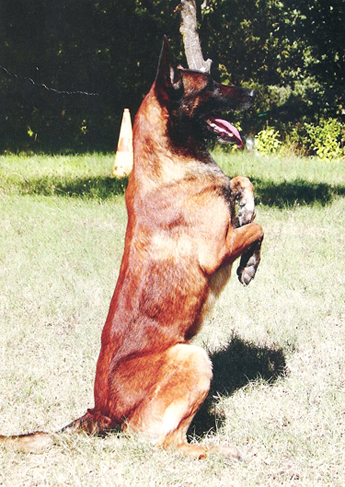 chien fait le beau